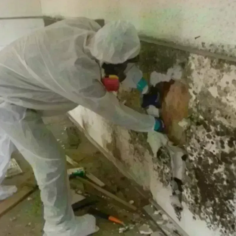 Mold Remediation and Removal in Manchester, MD